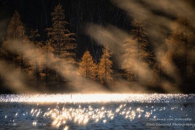 Tamarack trees and sparkles on the lake 1