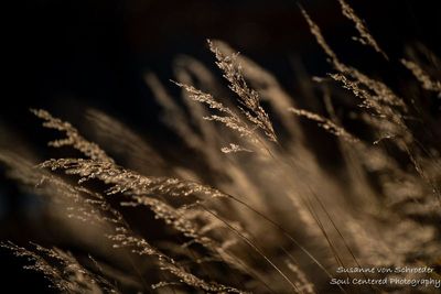 Grasses in sunlight