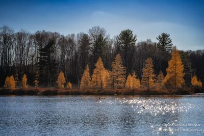 Tamarack trees and sparkles on the lake 2