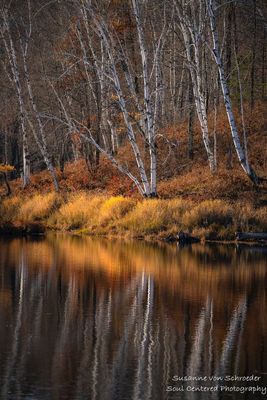 Birch trees, reflections
