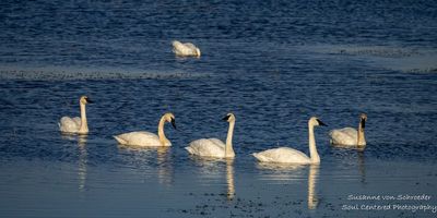 Swans at Crex Meadows