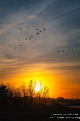 Sunset with Cranes at Crex Meadows