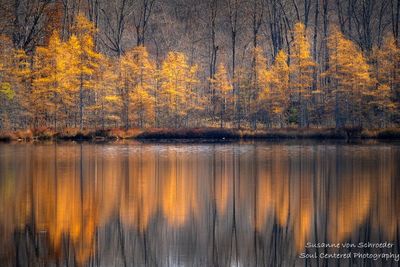 Late fall reflections, Tamarack bog 1