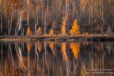 Late fall reflections, Tamarack bog 2