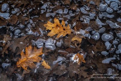 Oak leaves and ice bubbles