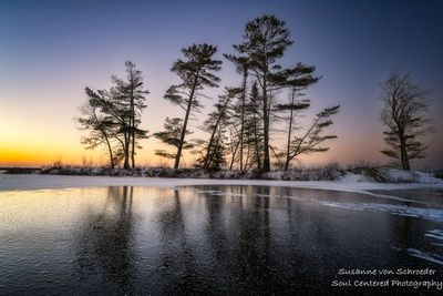 Trees reflecting on ice, sunset
