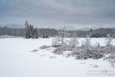 Snowy December day at Audie Lake 1