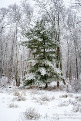 White Pine covered with snow