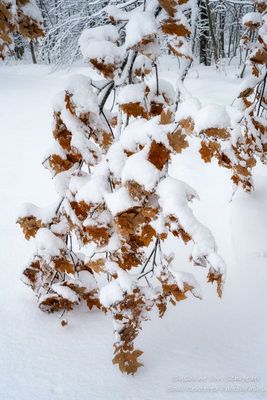 Oak leaves covered with heavy snow