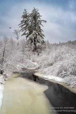 Snow covered trees & creek, Ice & snowstorm 