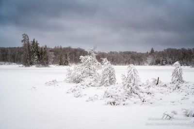 Snow covered trees, Audie Lake, Ice & snowstorm 2
