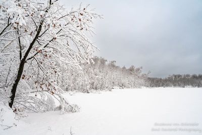 Snow covered trees, Audie Lake, Ice & snowstorm 3