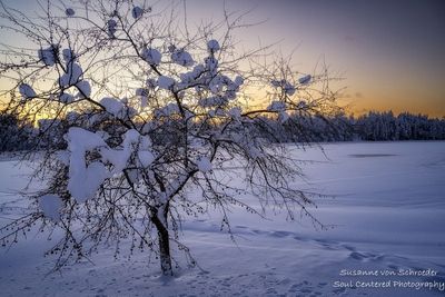 Blue Hour, Crabapple in Ladysmith, WI 