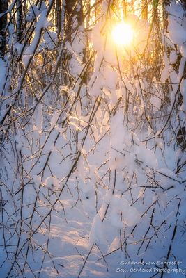 Sunlight through snow covered branches