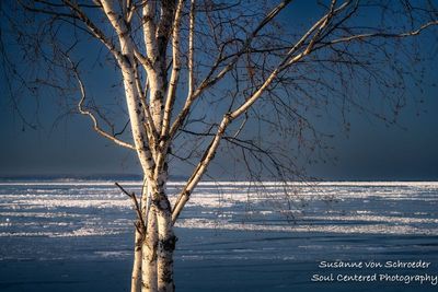 Sunlit Birch tree