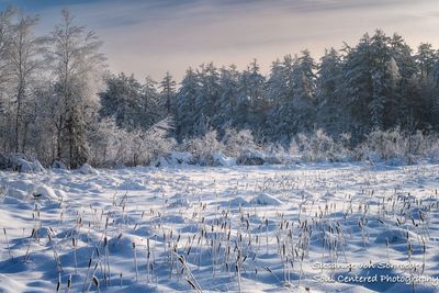 Frosted landscape and cattails