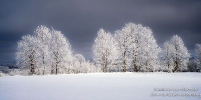 Trees covered with hoar frost 1