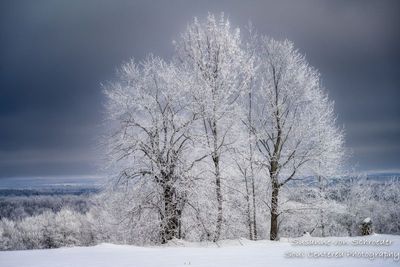 Trees covered with hoar frost 2