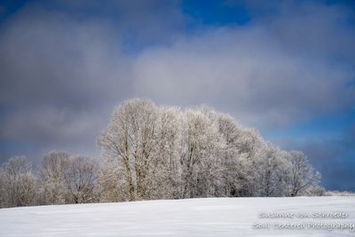 Trees covered with hoar frost 3