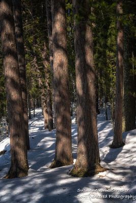 Walking amongst pine trees