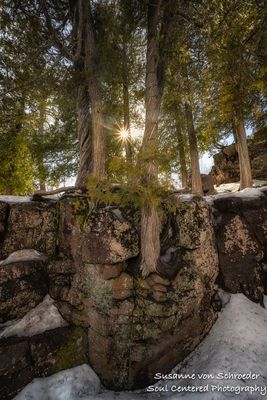 Cedar trees at Gooseberry Falls