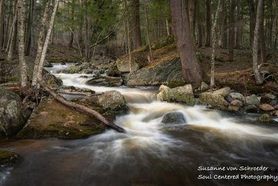 A creek in northern Wisconsin, early spring 1