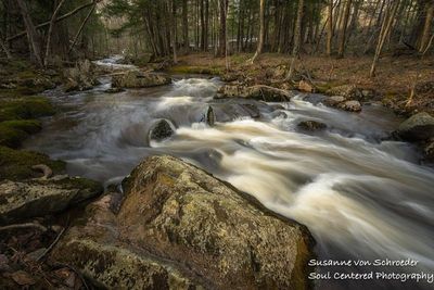 A creek in northern Wisconsin, early spring 2