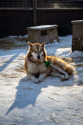 A relaxed Inuit sledding dog 2