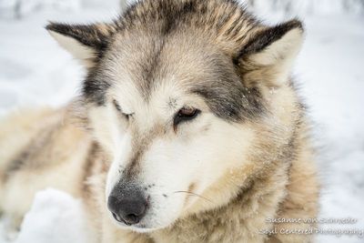 Beautiful and hardy Inuit dog