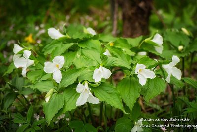 A group of Trilliums