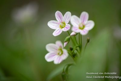 Spring Beauty