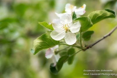 Apple blossoms 1