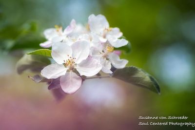 Apple blossoms 3
