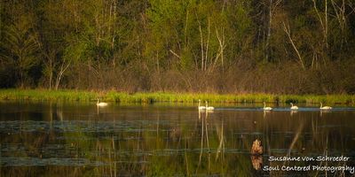 A group of swans in evening light
