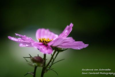 Pink Cosmos