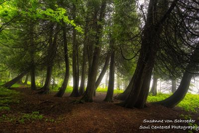 A family of Cedar trees on a foggy morning 1