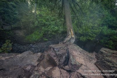 Cedar tree along the Cascade river, northern Minnesota
