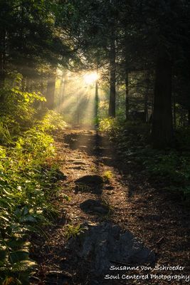 Sunlight streaming through the forest 1