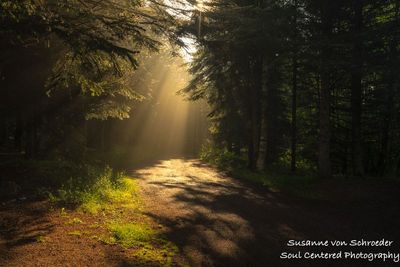 Sunlight streaming through the forest 2