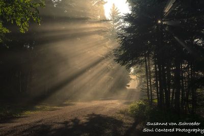 Sunlight streaming through the forest 3