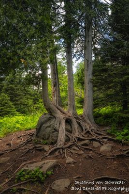Cedar trees hugging a rock