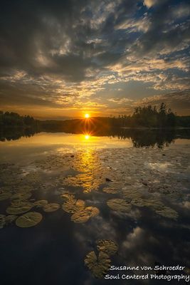 Beautiful sunset with Lily Pads 2