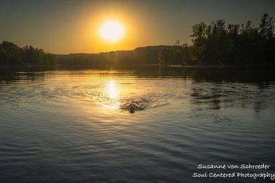 Shanti swimming in Audie Lake, at sunset