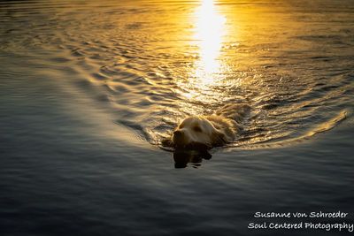 Shanti swimming in Audie Lake, in golden light