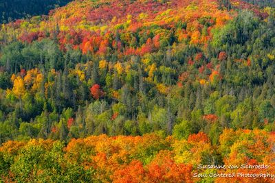 Fall colors, Oberg Mountain
