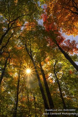 Maple trees and sun star
