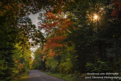 Autumn forest road, Heart Break hill, end Sept. 23 