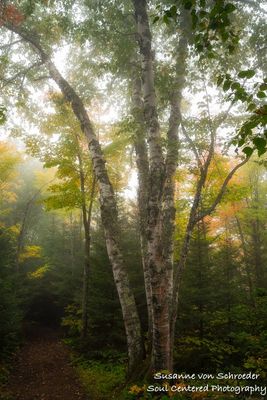 Foggy forest hike, birch tree