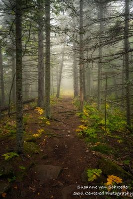 Foggy forest hike, spruce trees
