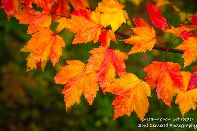 Brilliant maple leaves